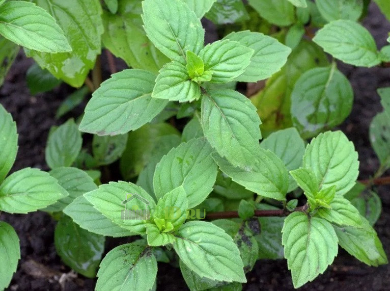 Маленькая леди мята. Мята 'Ginger Mint'. Mentha Ginger Mint. Мята имбирная ( Mentha ). Мята Джинджер имбирная.