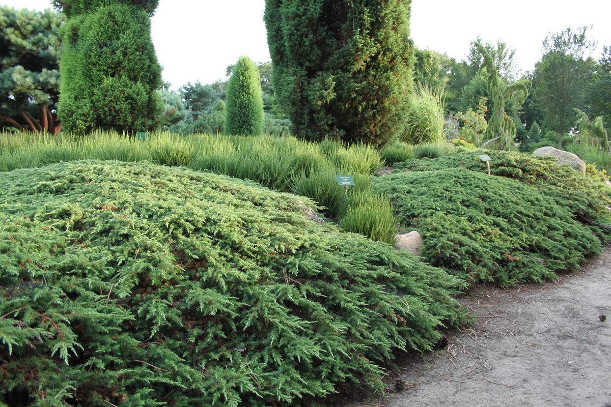 Можжевельник обыкновенный Green Carpet