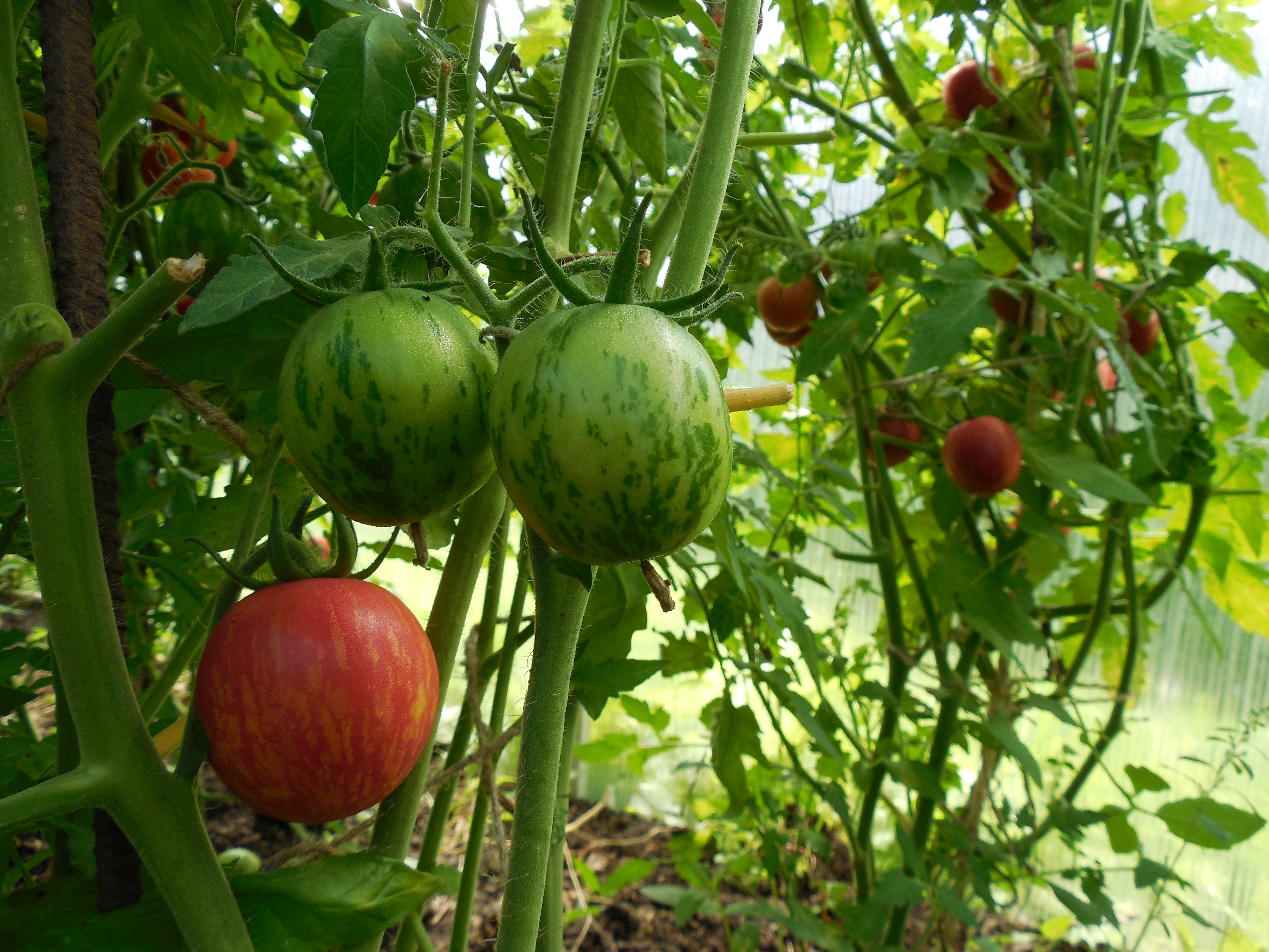 Сорт томата Арбуз черный (Watermelon black)