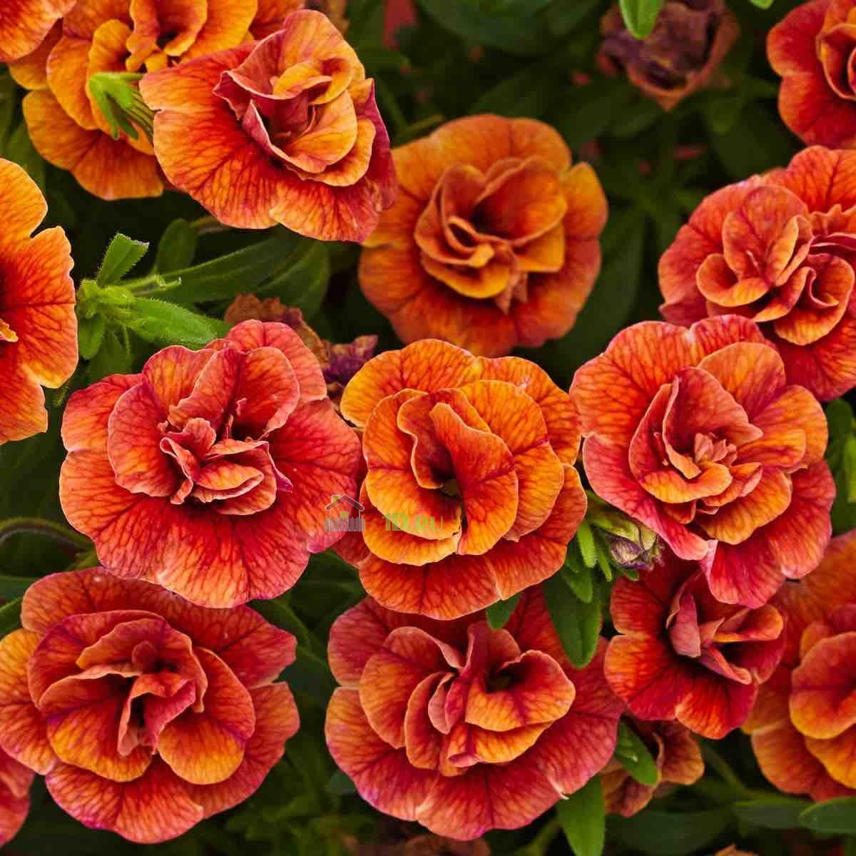 Калибрахоа фото цветов махровая