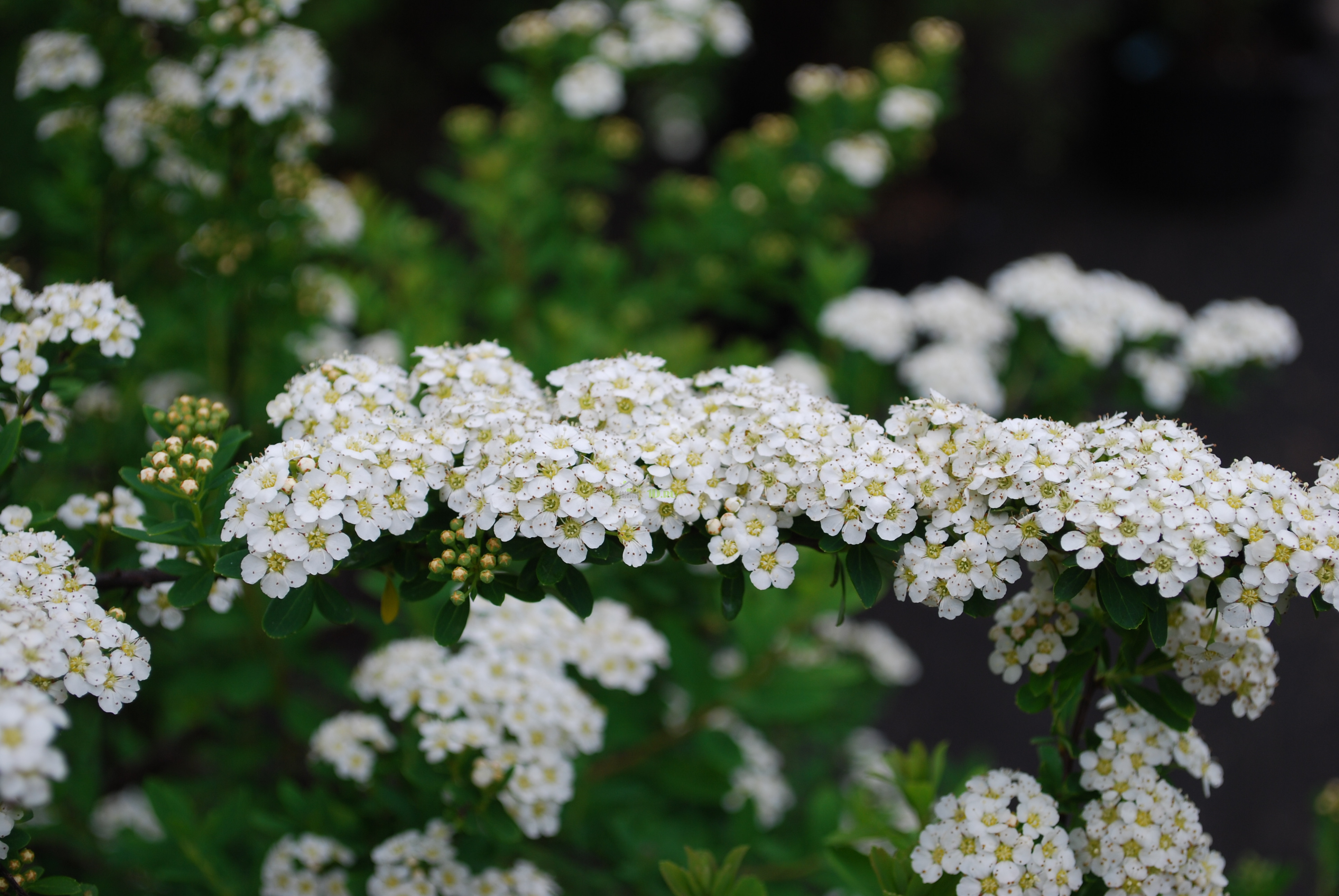 Растение спирея фото и описание. Спирея ниппонская Spiraea nipponica Snowmound. Спирея Джун Брайд. Спирея ниппонская 'Snowmound' ("Сноумаунд"). Спирея ниппонская Джун Брайд.